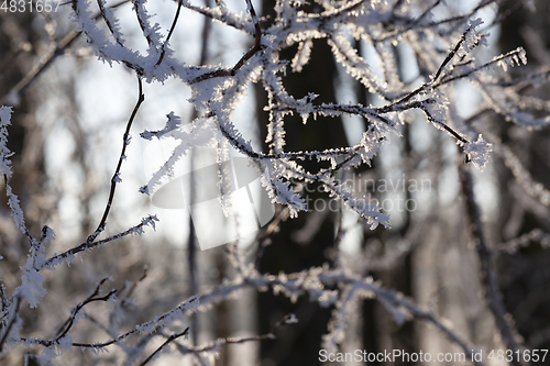 Image of Hoarfrost on the branches of a tree