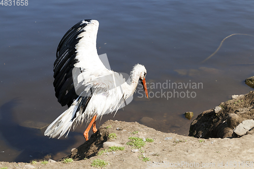 Image of Stork without wings