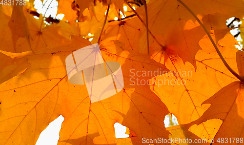 Image of Branch with bright orange foliage of autumn maple tree