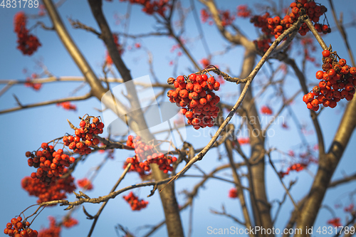 Image of Branches of mountain ash (rowan) with bright red berries