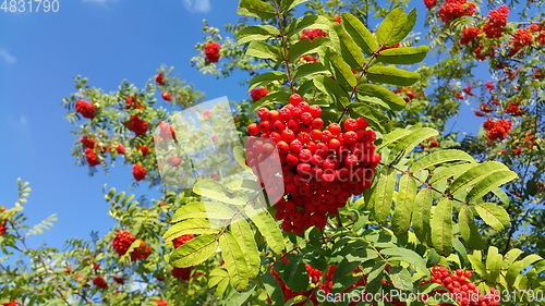 Image of Branches of mountain ash or rowan with bright red berries 