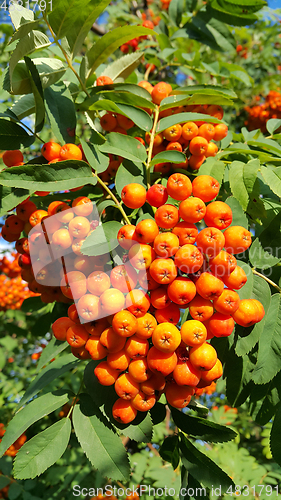 Image of Branches of mountain ash with bright orange fruits