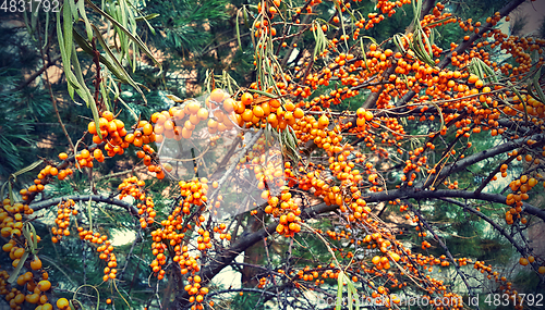 Image of Branch of ripe bright autumn sea buckthorn berries