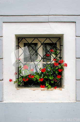 Image of Old vintage window with geranium flowers