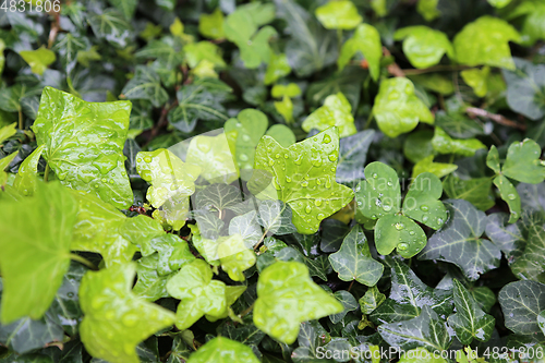 Image of Close-up of wet leaves of plants with water drops