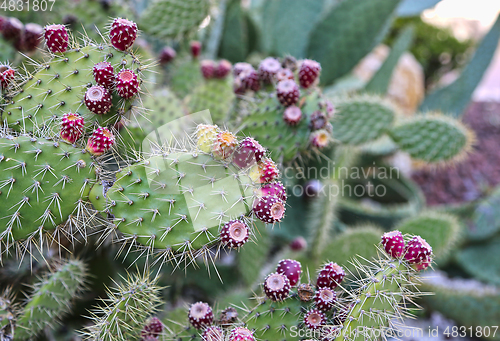 Image of Prickly pear cactus with fruits