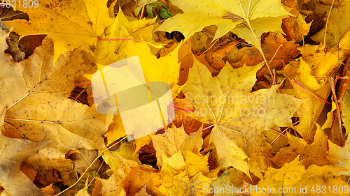 Image of Bright yellow autumn background from fallen golden foliage of ma