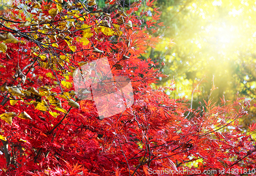 Image of Japanese maple or Acer palmatum branches on the sunny autumn gar