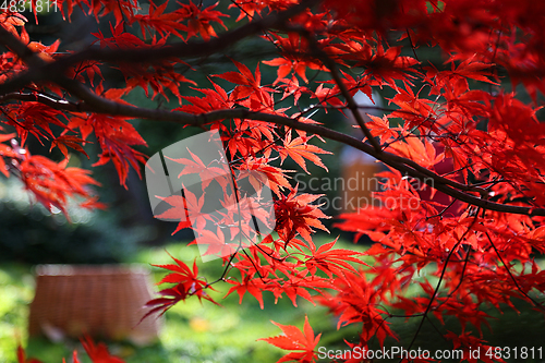 Image of Bright red branches of Japanese maple or Acer palmatum