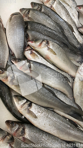 Image of Fresh sibas fish on ice for sale in market