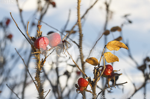 Image of Dog Rose branches with bright fruits in the winter