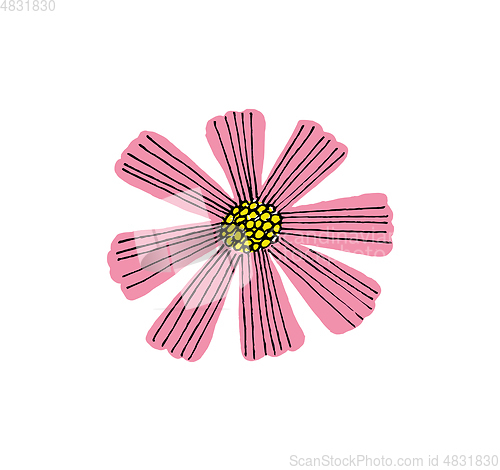 Image of Illustration of pink Cosmos flower isolated on white