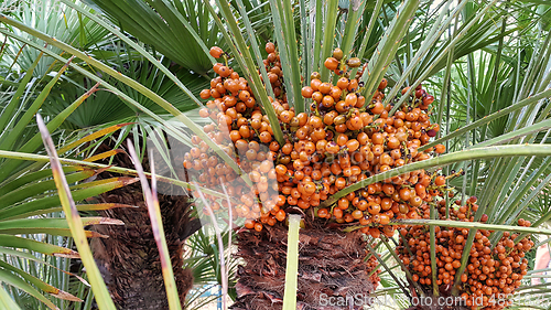 Image of Palm tree with bright orange fruits