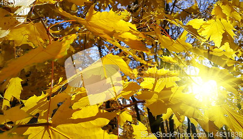 Image of Autumn branch with yellow foliage of maple tree
