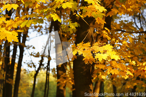 Image of Golden autumn maple trees burning in the evening sun