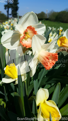 Image of Beautiful white flowers of spring Narcissus