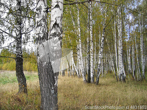 Image of Autumn landscape with beautiful birch