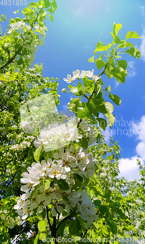 Image of Beautiful branch of a spring fruit tree with beautiful white flo