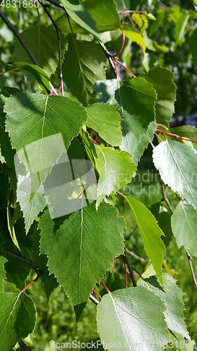 Image of Beautiful branch of a spring birch