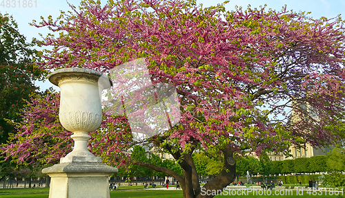 Image of Decoration of Tuileries garden in Paris