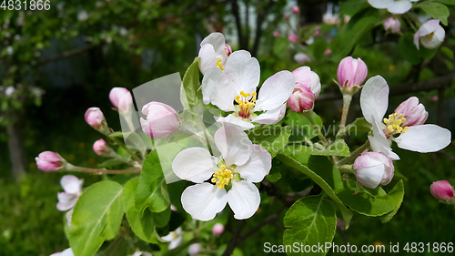 Image of Beautiful branch of spring blooming apple tree 