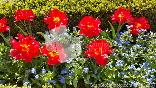 Image of Beautiful Tulips and Forget Me Not flowers
