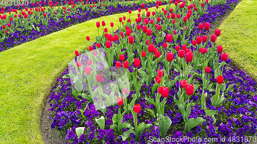 Image of Green lawn with beautiful tulips and violets flowers