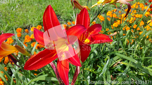 Image of Beautiful bright lilies