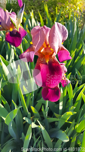 Image of Beautiful iris flower 