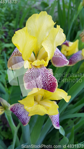 Image of Beautiful iris flower