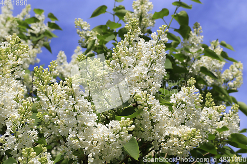 Image of Beautiful spring branches of blooming white lilac bush