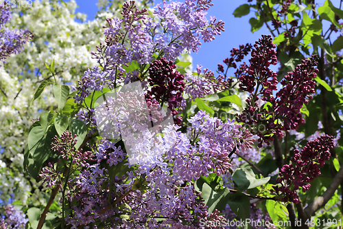 Image of Beautiful flowering spring trees and lilac branches