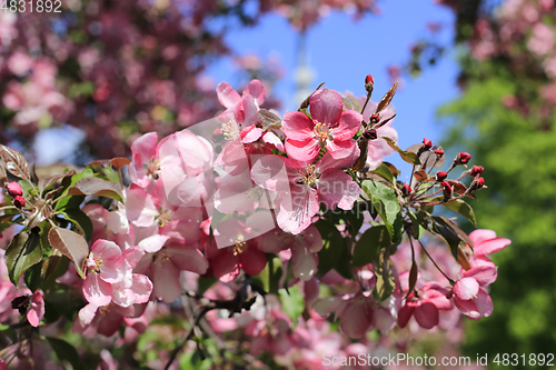 Image of Branch of spring apple tree with beautiful bright pink flowers