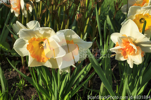 Image of Beautiful white flowers of Narcissus