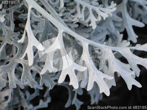 Image of grey soft plant close up