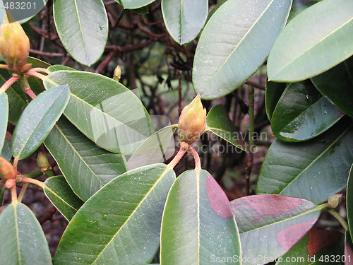 Image of rhododendron flower buds