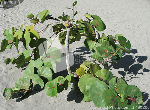 Image of green plant growing in the sand