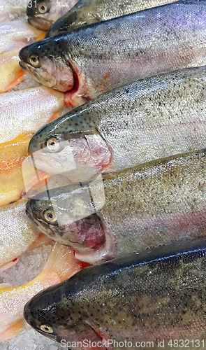 Image of Fresh trout fish for sale in market