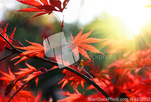 Image of Bright red Japanese maple or Acer palmatum leaves on the autumn 