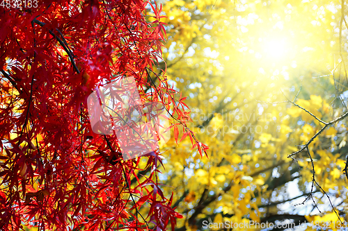 Image of Bright Japanese maple or Acer palmatum branches on the sunny aut