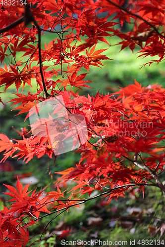 Image of Bright red branches of Japanese maple or Acer palmatum on the au