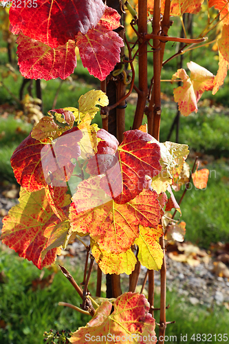Image of Autumn bright colorful leaves of grape bush 