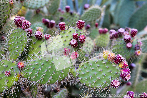 Image of Prickly pear cactus with fruit