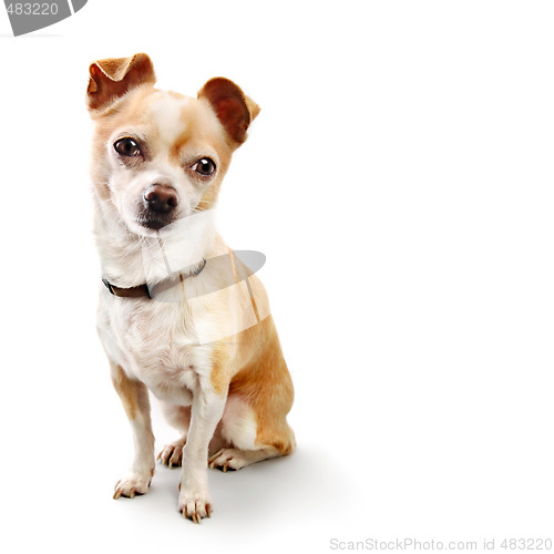 Image of Chihuahua Sitting on White with Copy Space