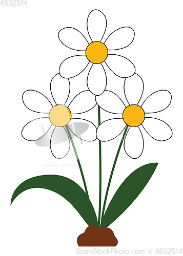 Image of Beautiful daisies vector or color illustration