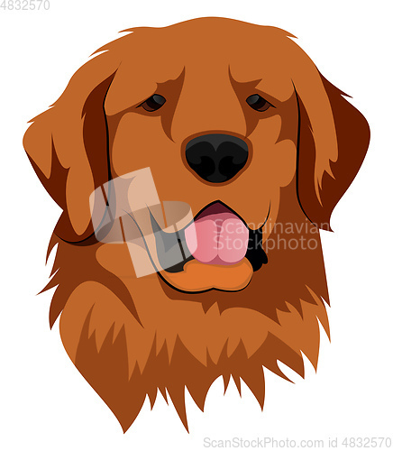 Image of Golden Retriever illustration vector on white background