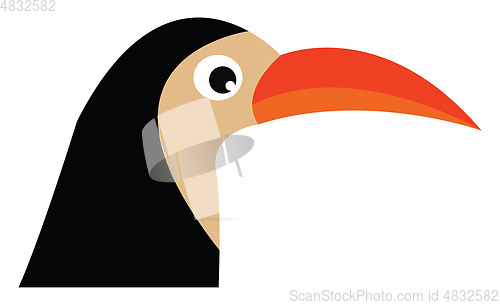 Image of Bird with orange beak vector or color illustration