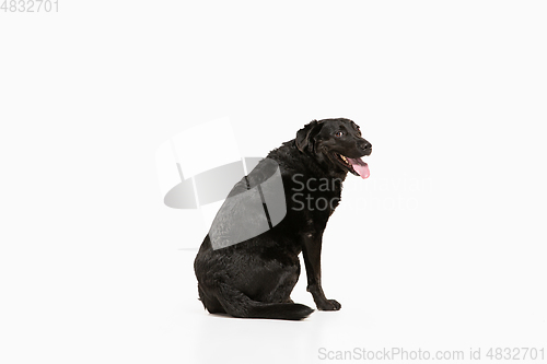 Image of Studio shot of black labrador retriever isolated on white studio background