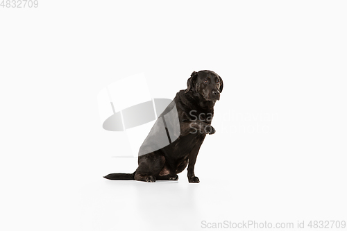 Image of Studio shot of black labrador retriever isolated on white studio background