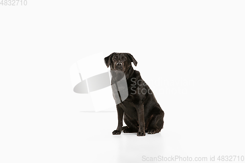 Image of Studio shot of black labrador retriever isolated on white studio background